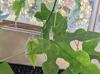 Brachychiton discolor