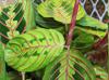 Maranta leuconeura