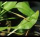 Ophioglossum petiolatum