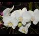 Phalaenopsis sp