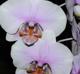 Phalaenopsis sp