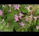 Oxalis debilis