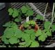 Oxalis debilis