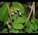 Oxalis debilis