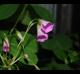 Oxalis debilis
