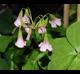 Oxalis debilis