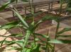 Zea mays