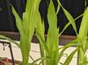Zea mays