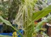 Zea mays