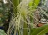 Zea mays