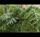 Phlebodium aureum