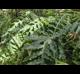 Phlebodium aureum