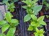 Coffea arabica