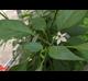 Capsicum annuum