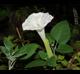 Datura wrightii