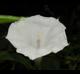 Datura wrightii