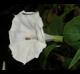 Datura wrightii