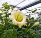 Solandra grandiflora