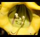 Solandra grandiflora