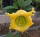 Solandra grandiflora
