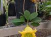 Solandra grandiflora