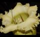Solandra grandiflora