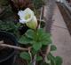 Solandra grandiflora
