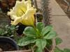 Solandra grandiflora