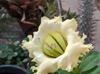 Solandra grandiflora