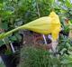 Solandra grandiflora