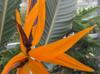 Strelitzia regina