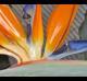 Strelitzia regina