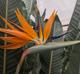 Strelitzia regina