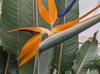 Strelitzia regina