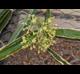 Cissus quadrangularis