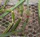 Cissus quadrangularis