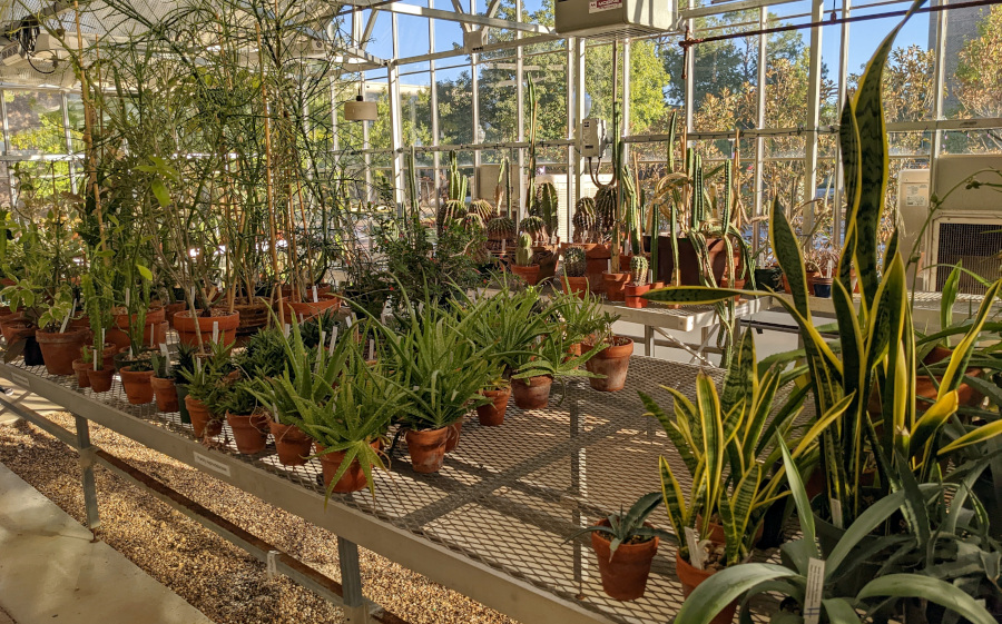 Suculents and cacti in the Desert Room of the SFASU Biology Greenhouse