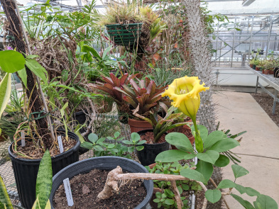 Interior of the main Collection Room SFASU Biology greenhouse with Solandra grandiflora in bloom