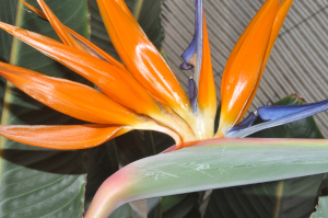 Strelitzia regina