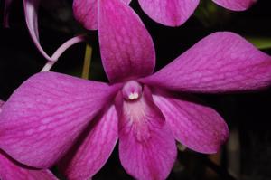 image of Dendrobium orchid