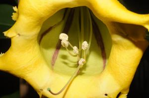 image of Solandra grandiflora