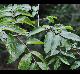 Sambucus canadensis