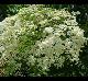 Sambucus canadensis