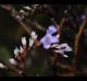 Limonium carolinianum