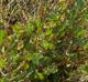 Limonium carolinianum