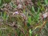 Limonium carolinianum