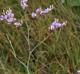 Limonium carolinianum