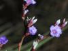 Limonium carolinianum