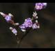 Limonium carolinianum