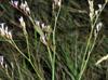 Limonium carolinianum